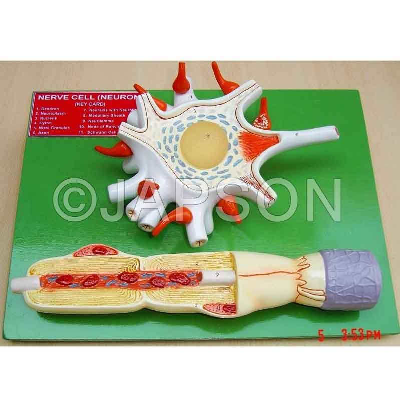 Neuron Model Neuron Model